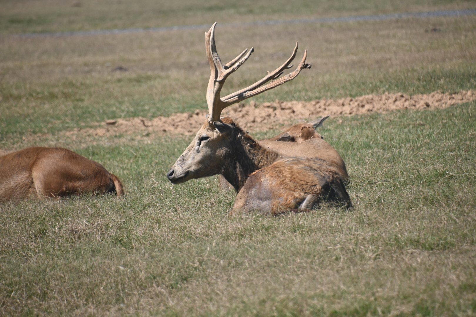 Père David's deer (Elaphurus davidianus)
