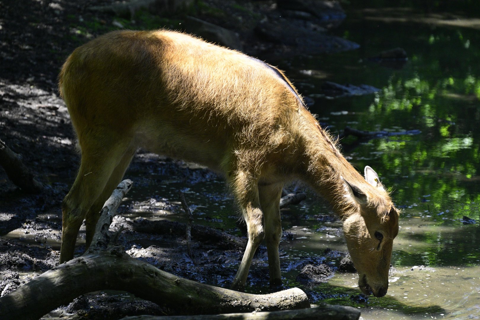 Père David's Deer (Elaphurus davidianus)
