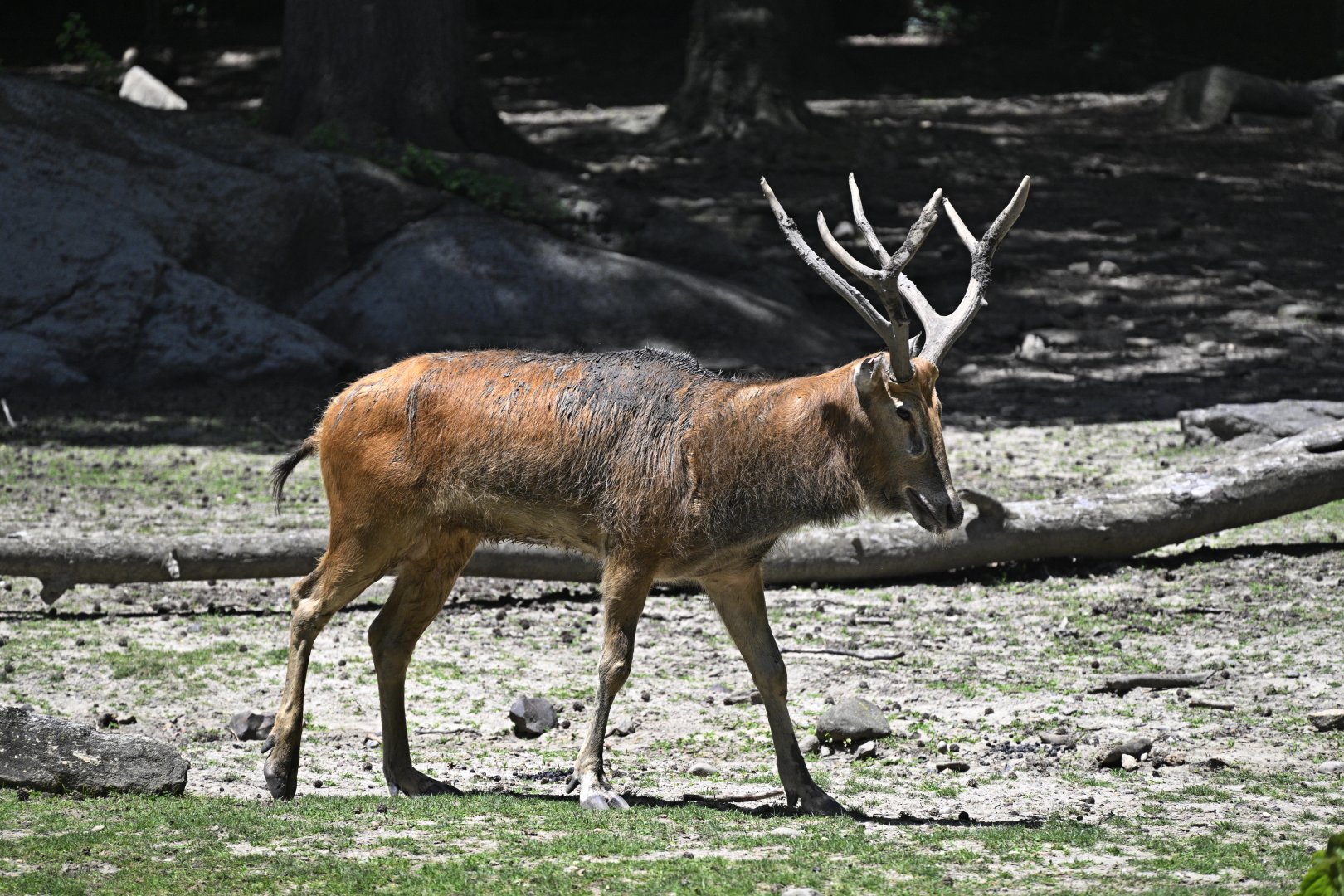 Père David's Deer (Elaphurus davidianus)