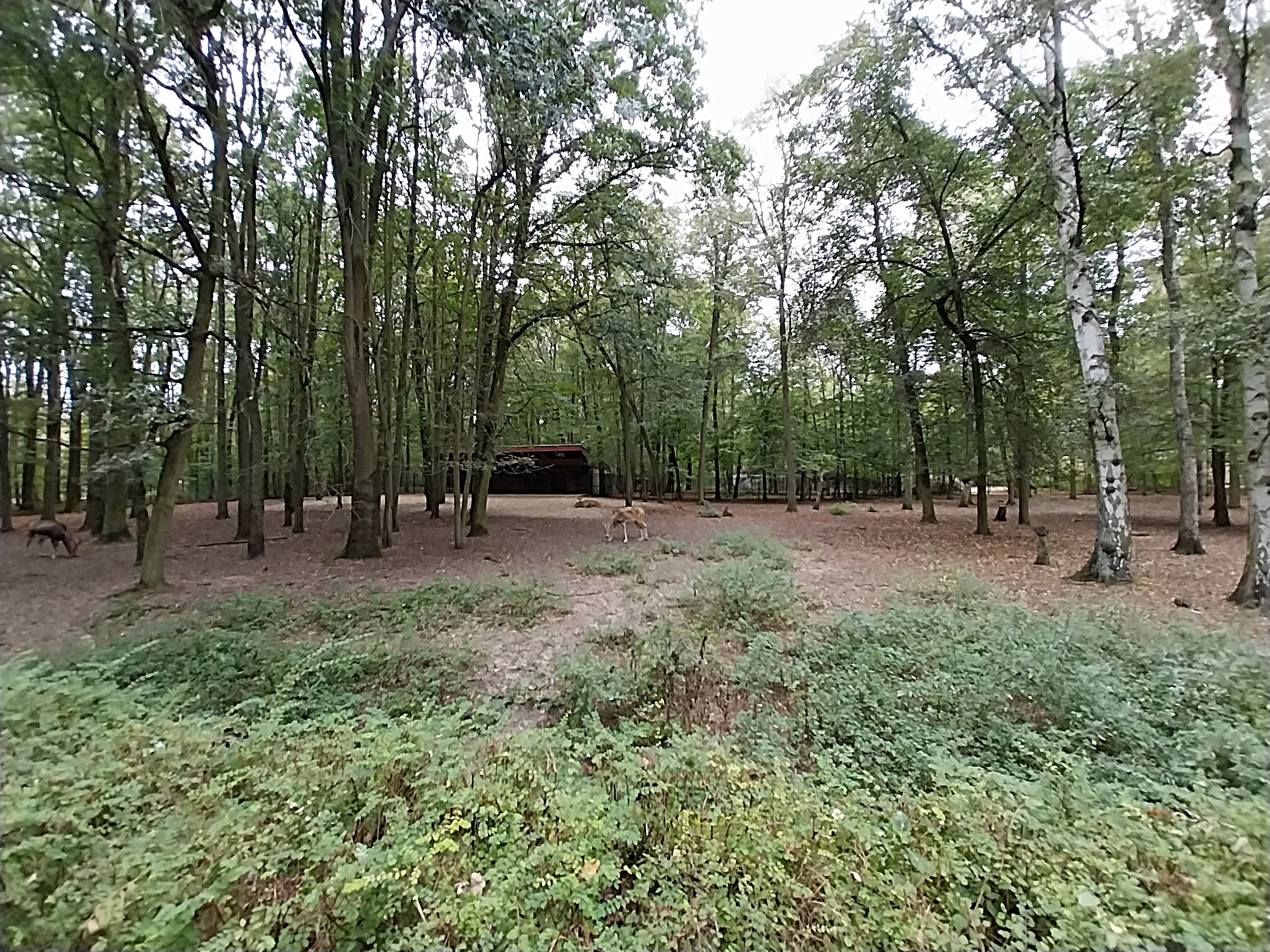 Pere Davids Deer (Elaphurus davidianus)