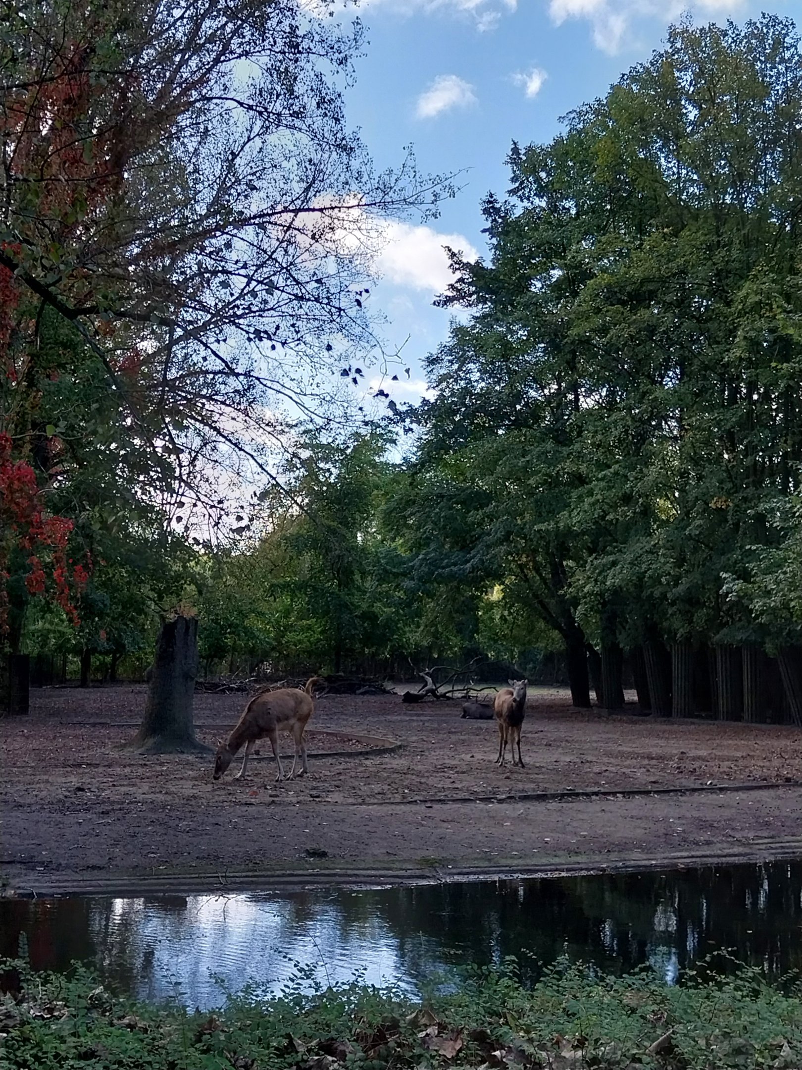 Pére David's Deer (Elaphurus davidianus)