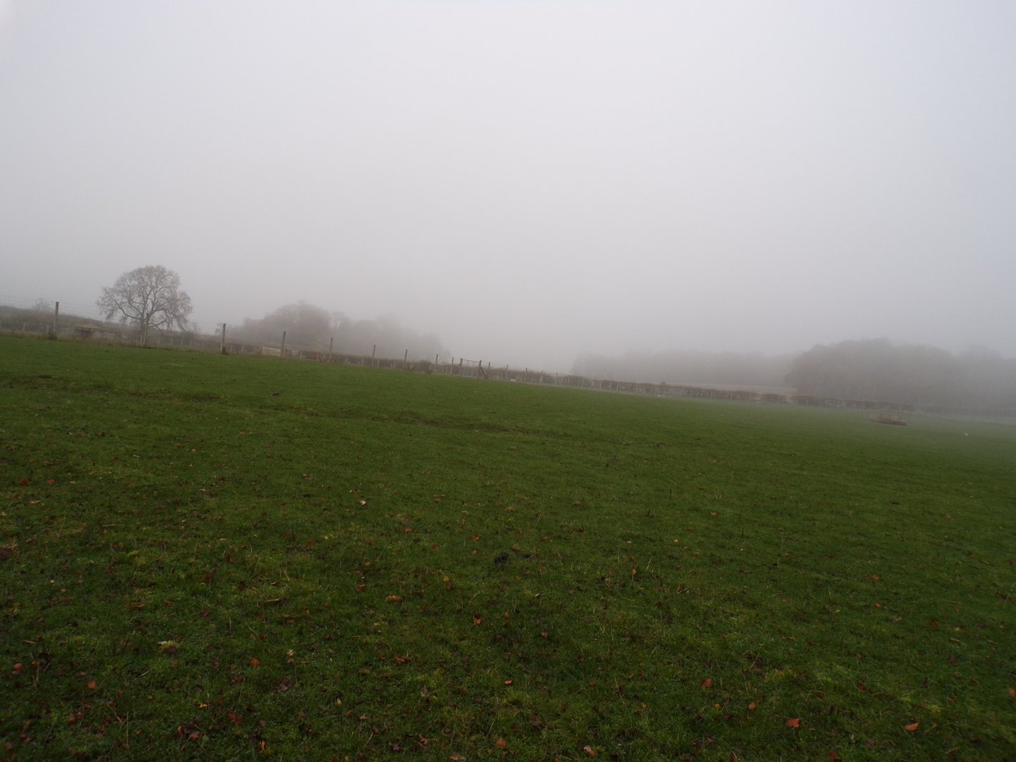 Pere David’s deer enclosure (2)