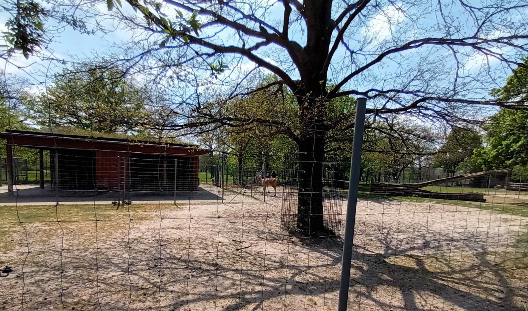 Pere Davids Deer Enclosure