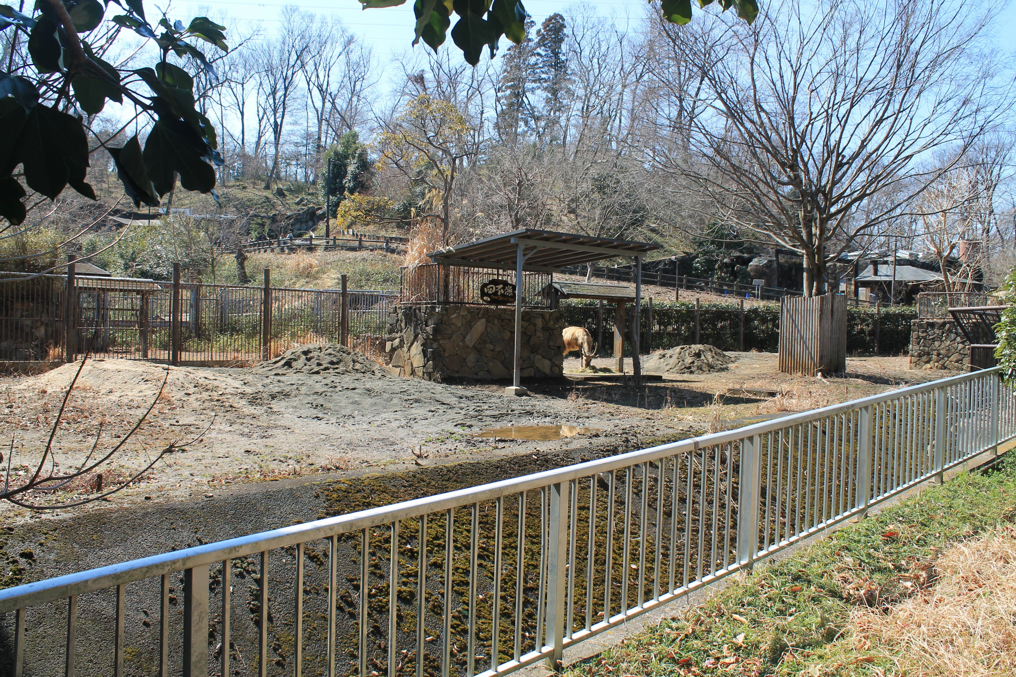 Pere David's Deer enclosure