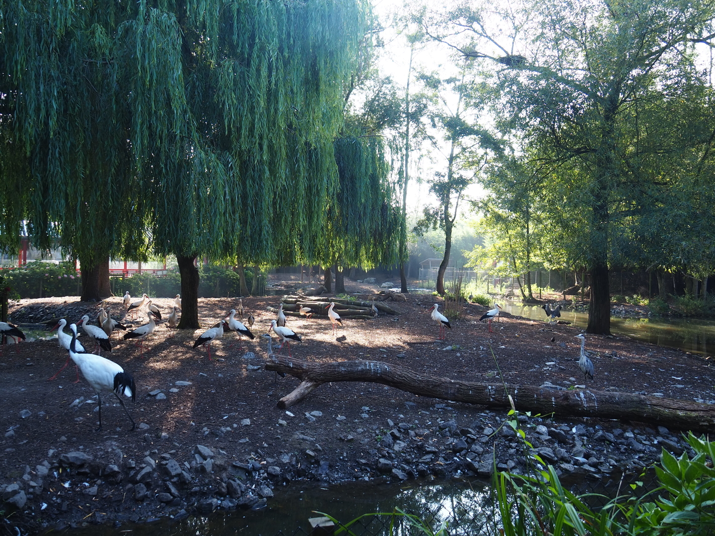 Père David's deer, European white stork, Red-crowned crane and Reeves's muntjac exhibit, 2021-09-03