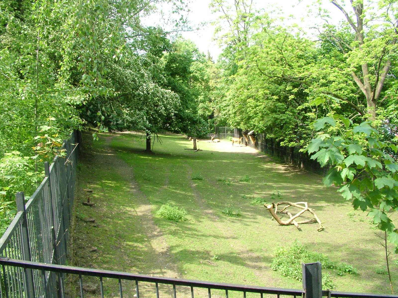 Pere David's Deer exhibit at Prague, 24/05/10