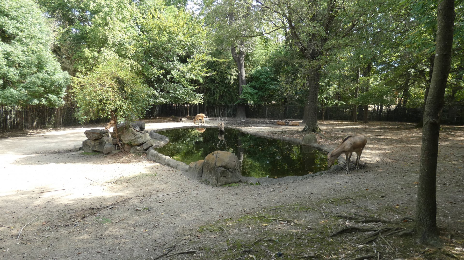 Père David's Deer Exhibit, China - Sep. 2021