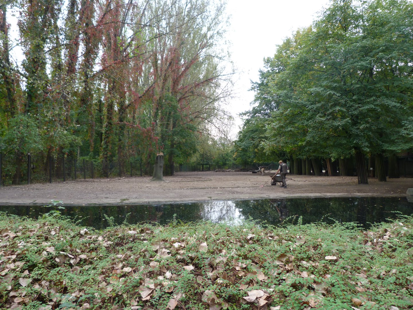 Pere David's deer exhibit -Tierpark Berlin (2024)