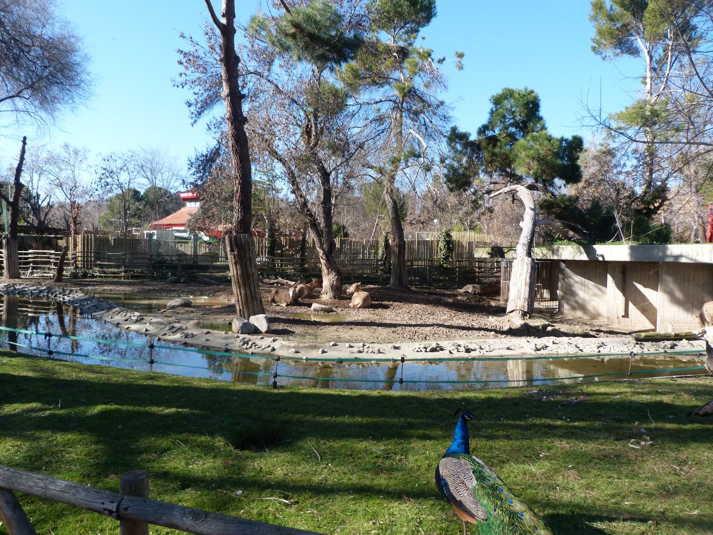 Pere David's deer exhibit -Zoo Aquarium de Madrid (2025)