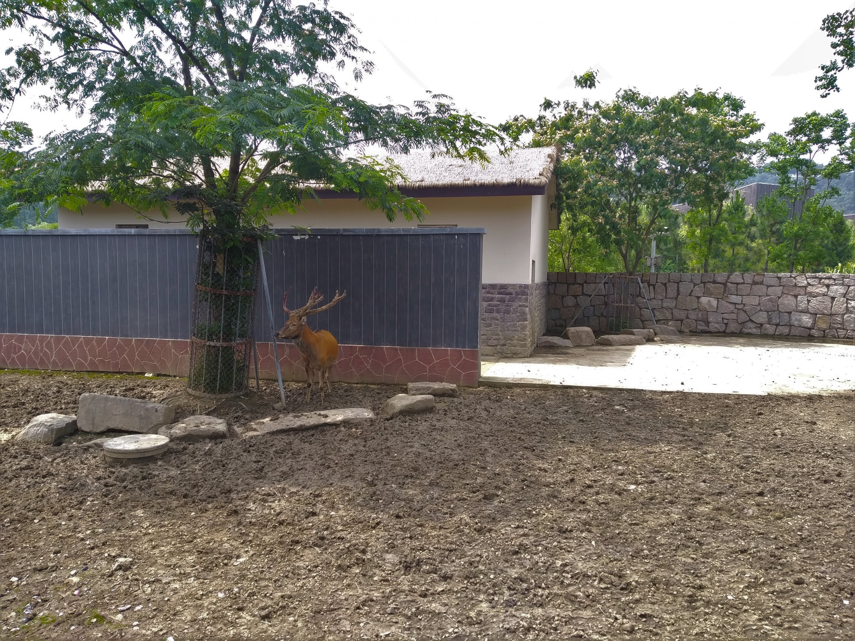 Pere David's Deer Exhibit