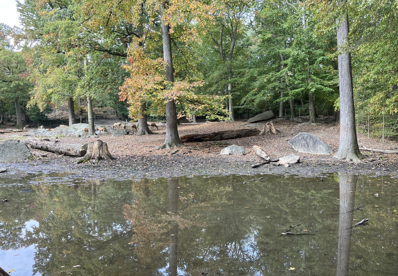 Père David’s Deer Exhibit