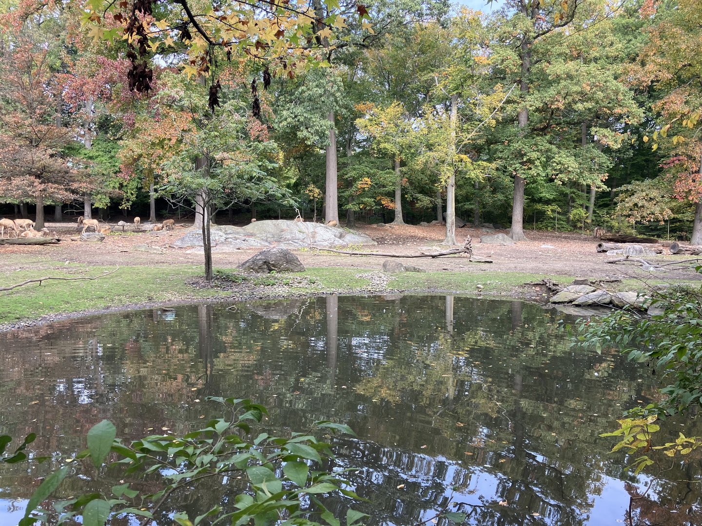 Père David’s Deer Exhibit