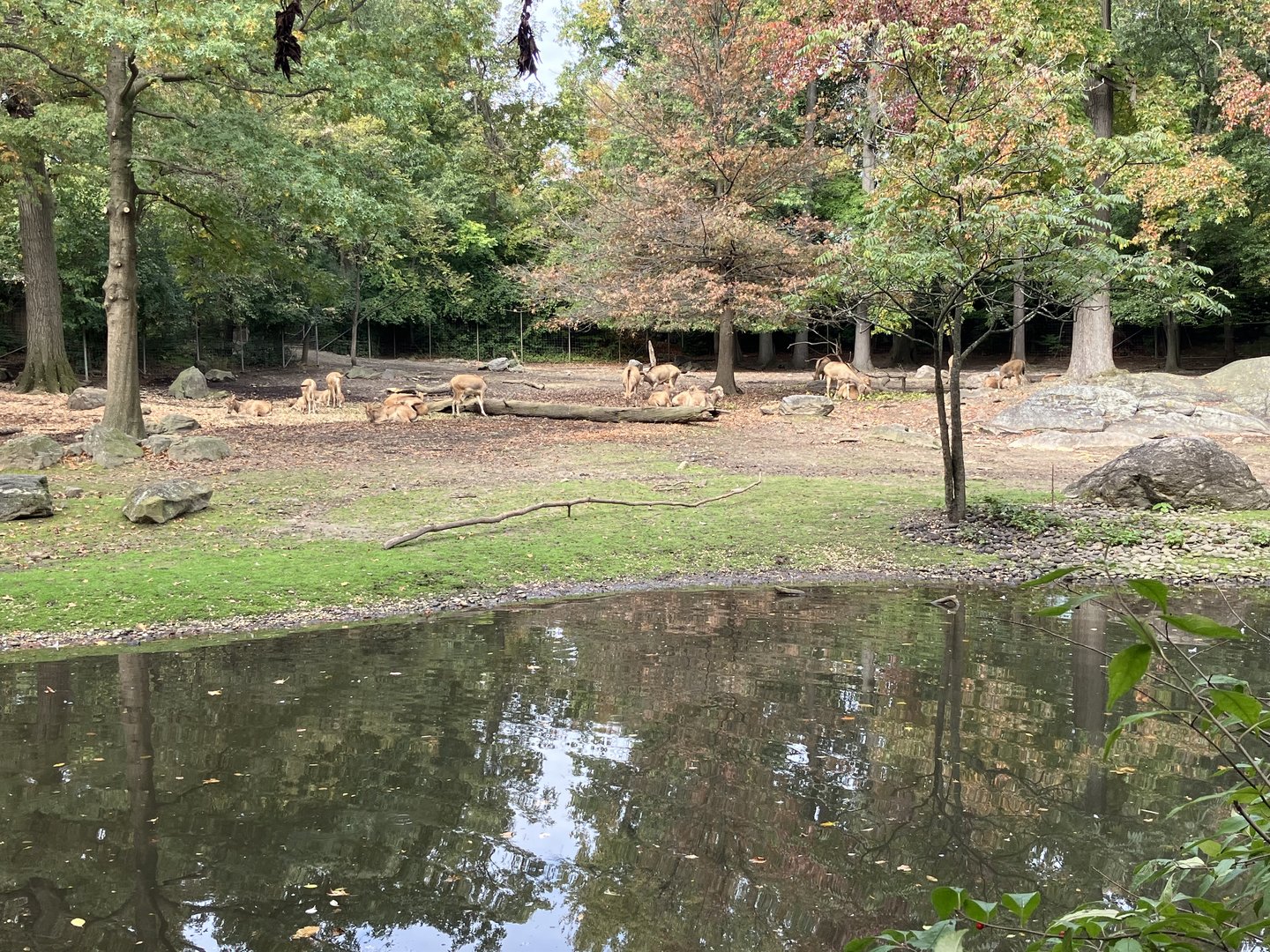 Père David’s Deer Exhibit