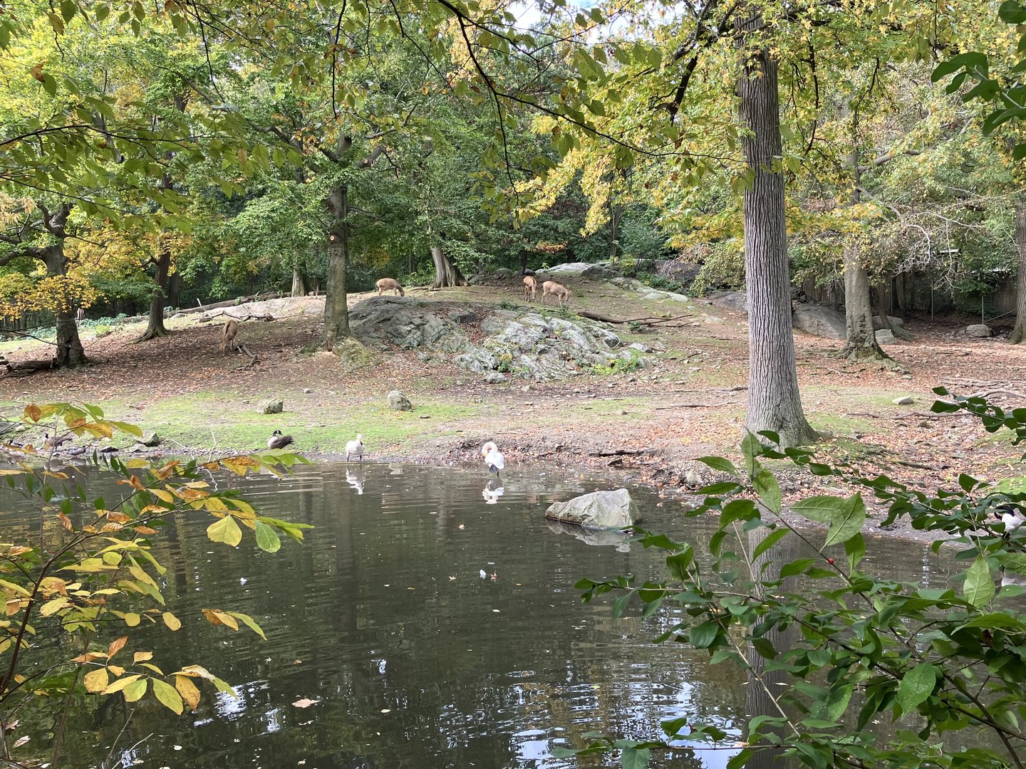 Père David’s Deer Exhibit