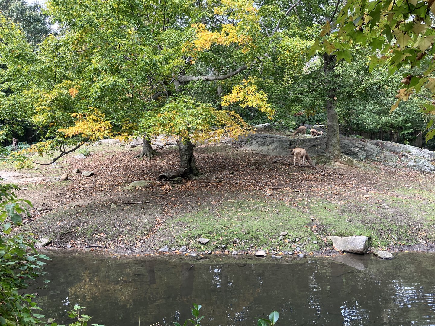 Père David’s Deer Exhibit