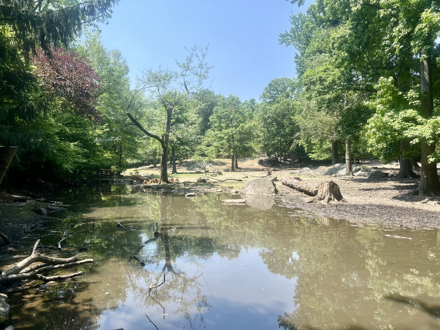 Pere David’s Deer Exhibit