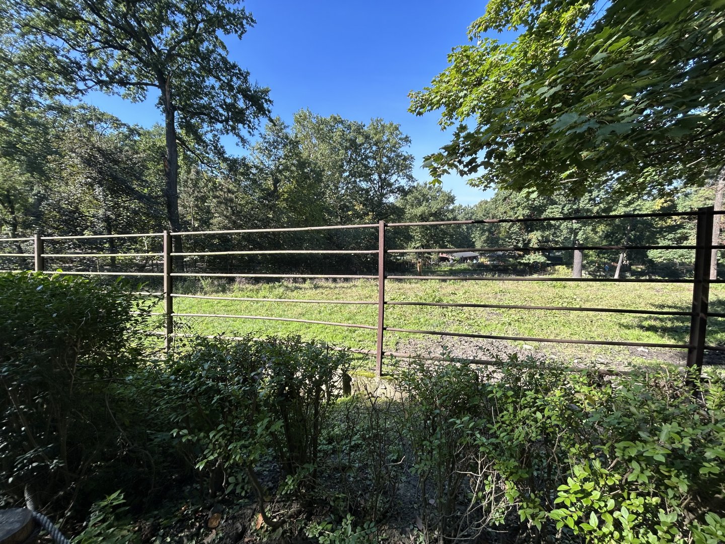 Père David's Deer Exhibit