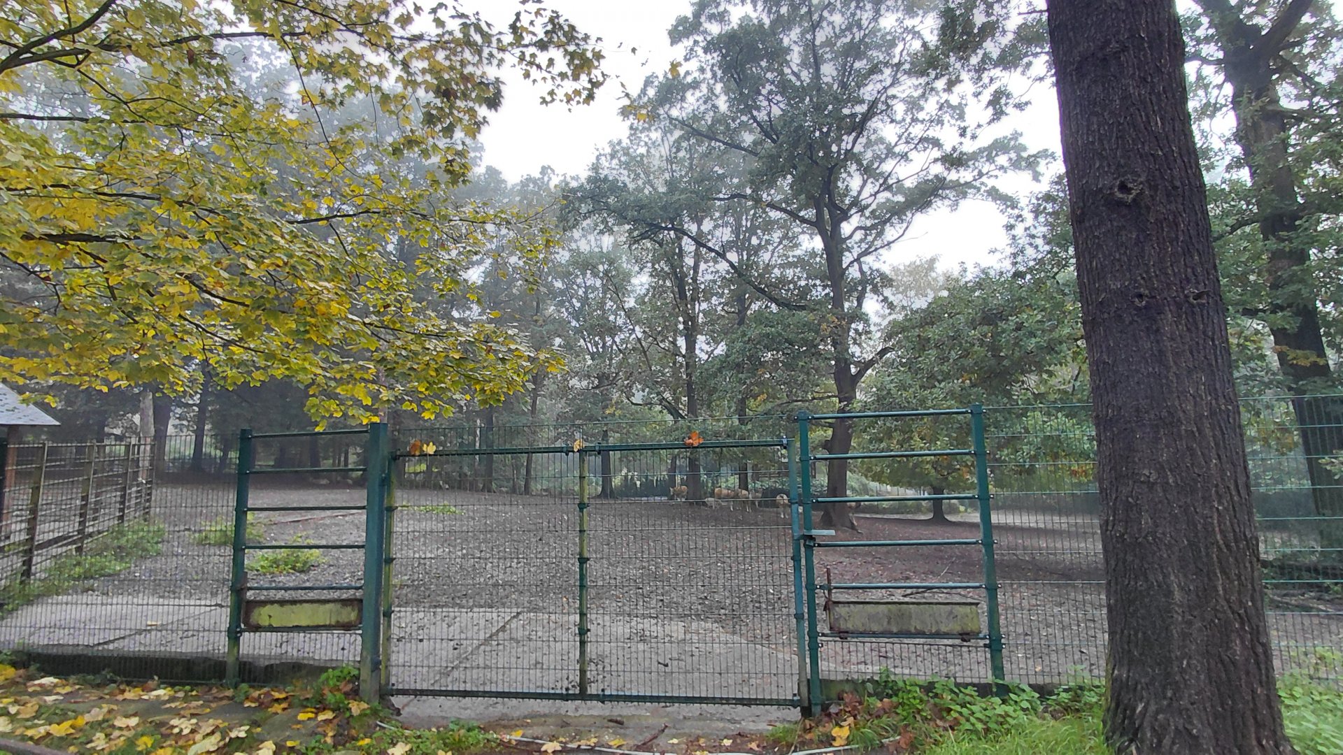 Père David's deer exhibit