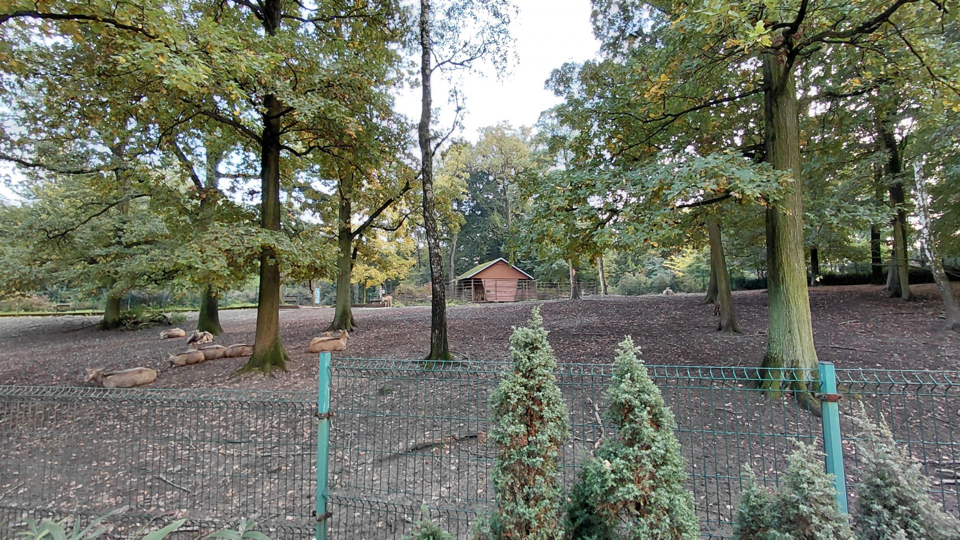 Père David's deer exhibit