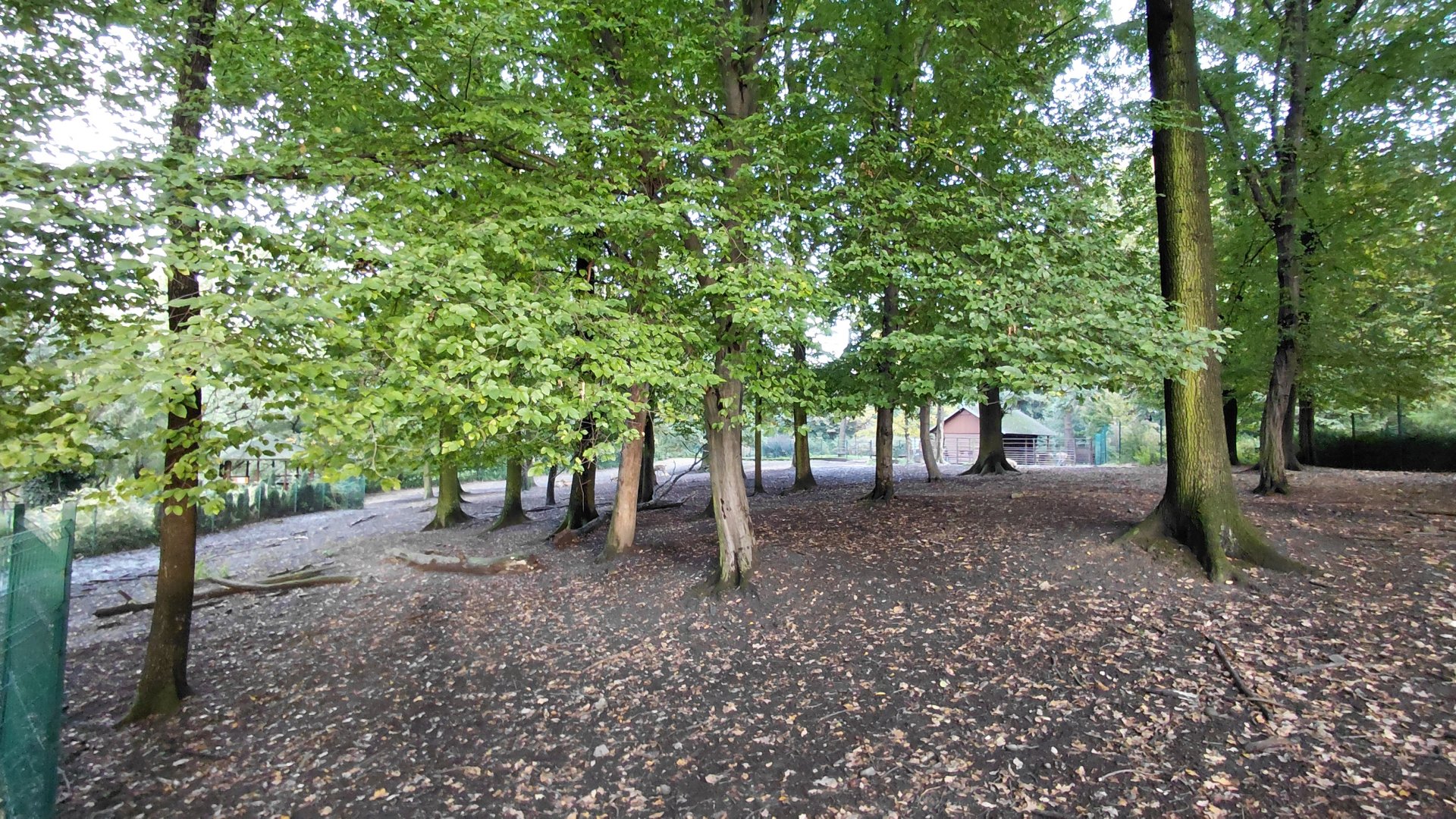 Père David's deer exhibit