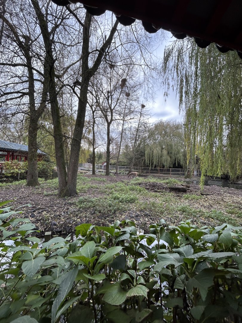 Pere David’s deer exhibit