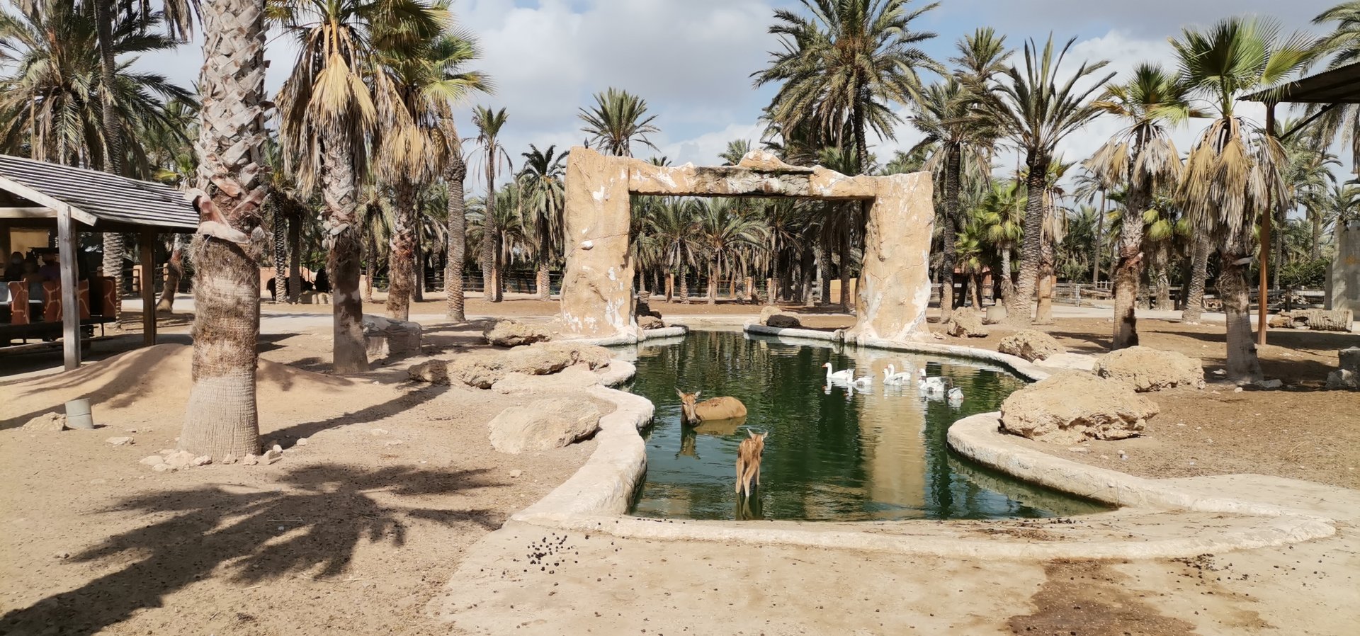 Père David's Deer fawn