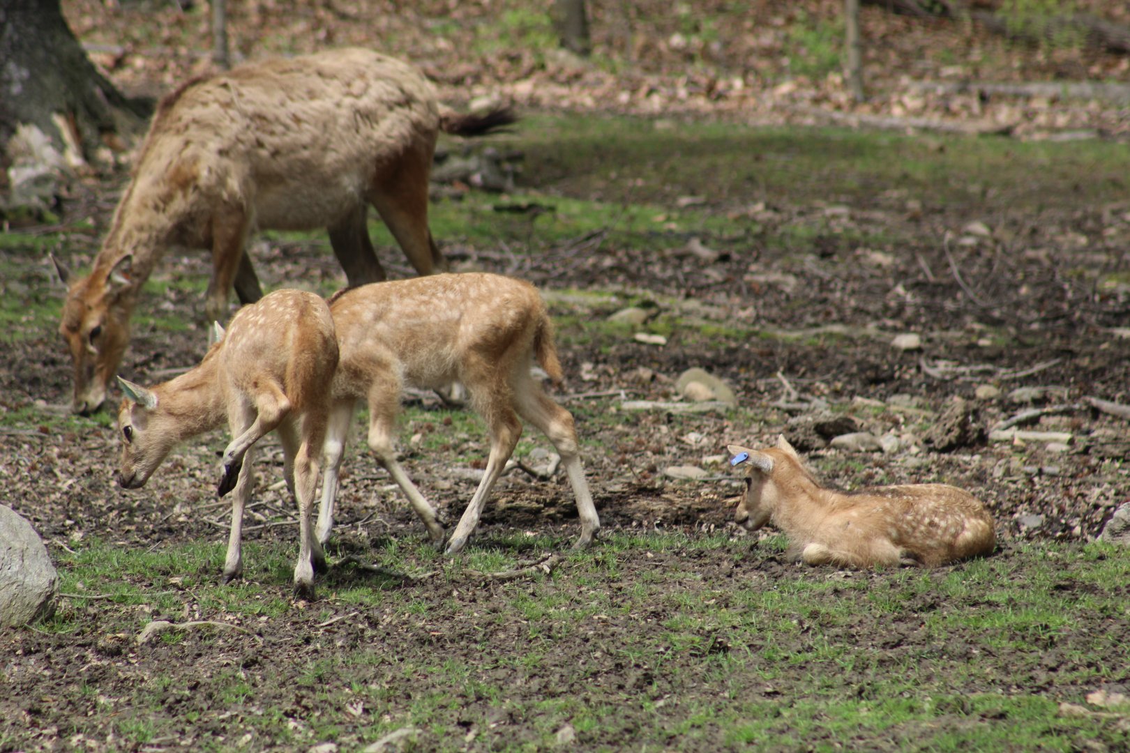 Père David's Deer Fawns
