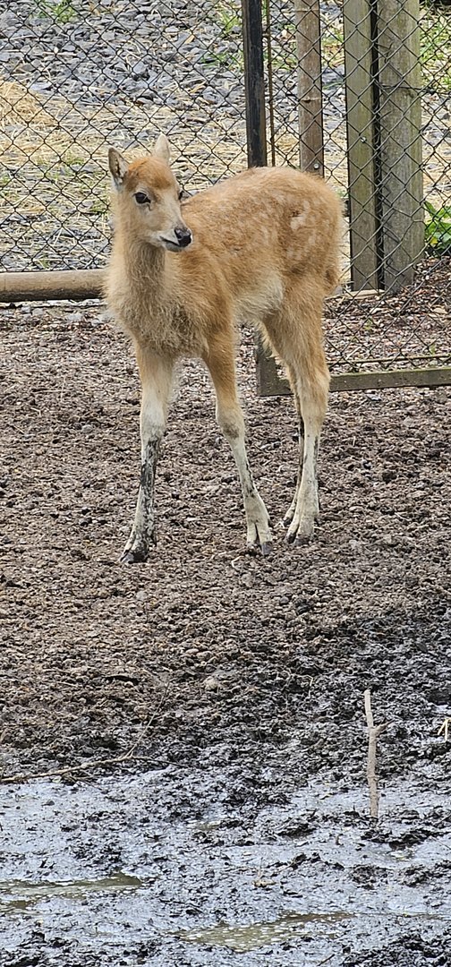 Pere David's deer foal