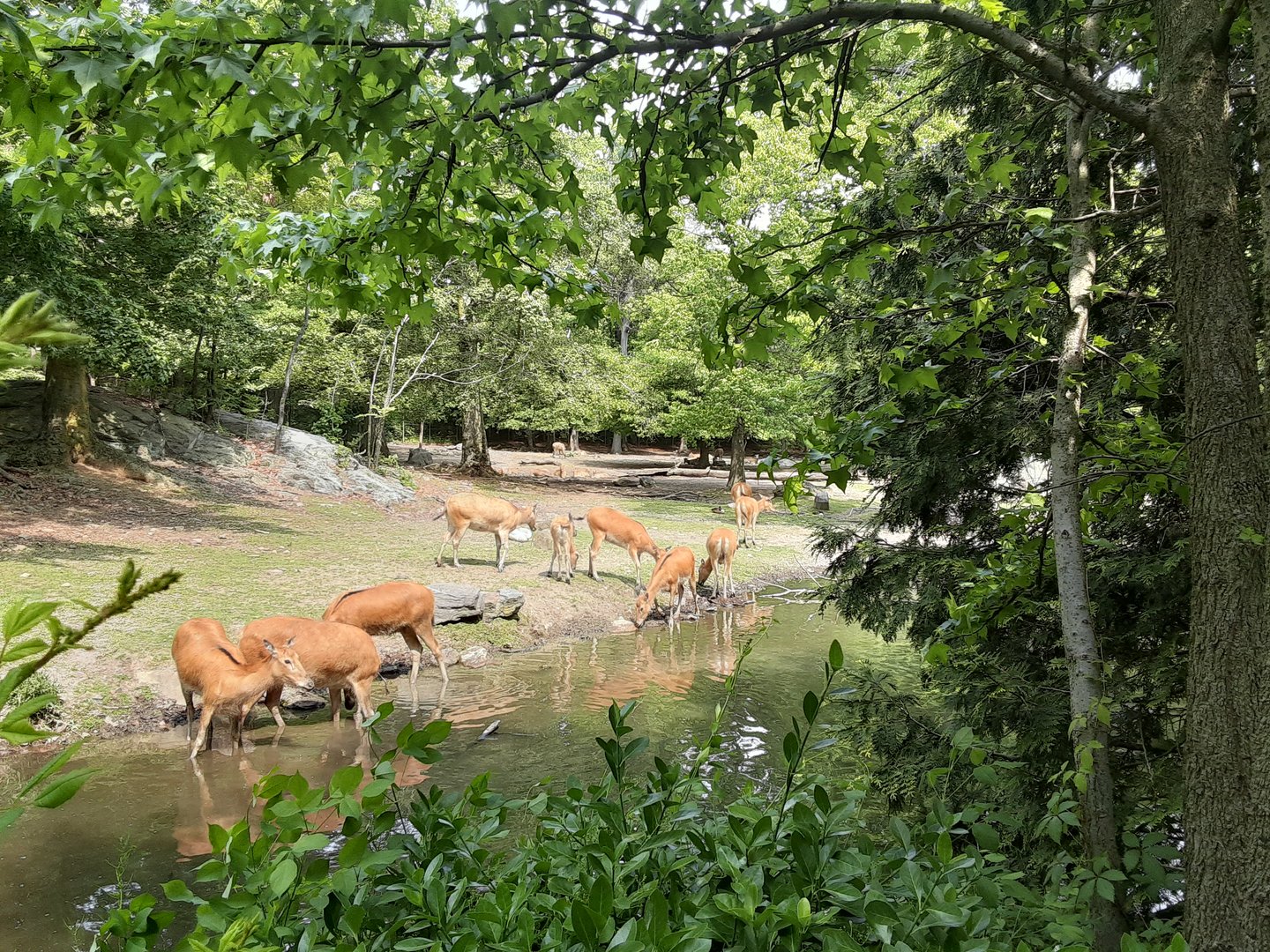Pere David's Deer Herd