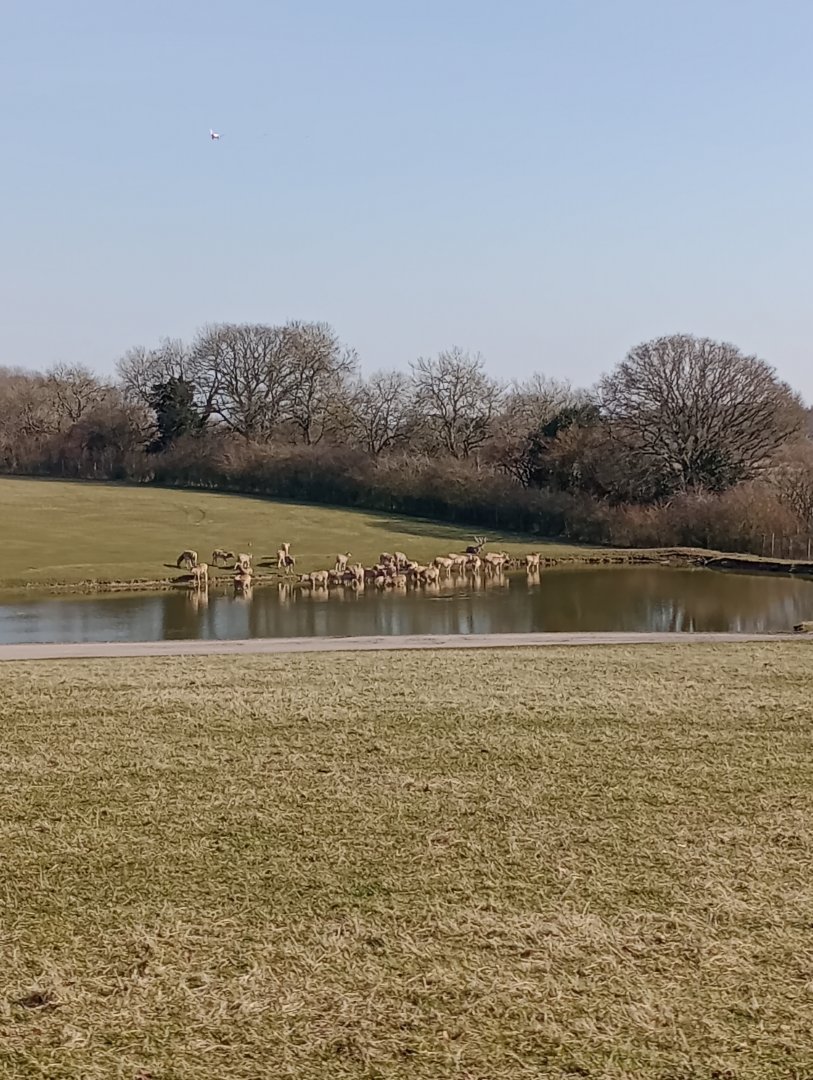 Pere David's deer herd