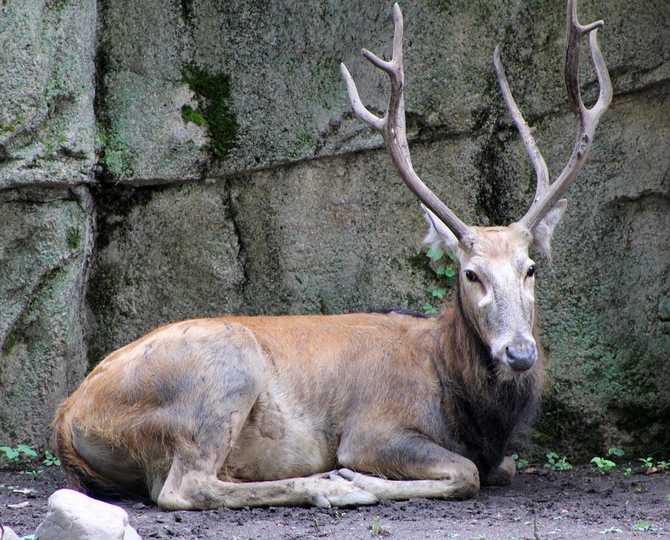 Père David's Deer - Hoofstock Loop