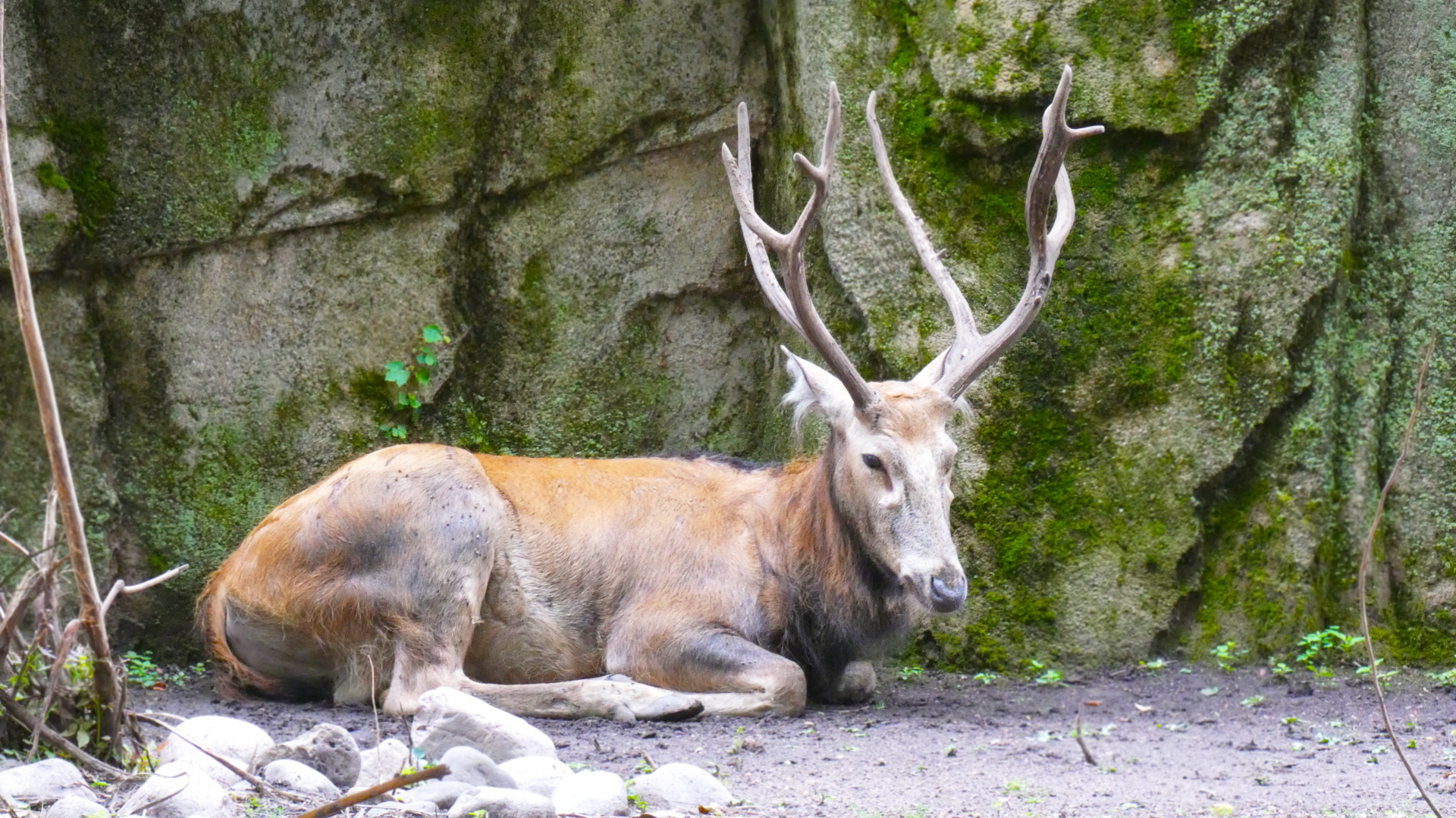 Père David's Deer, Hoofstock Paddocks - July 2022