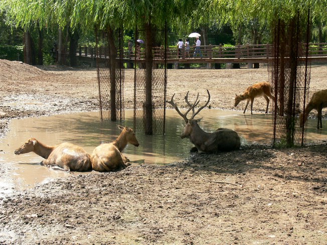 Pere David's deer in Changchun Zoo