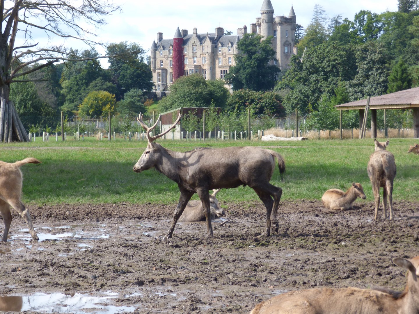 Pere David's Deer in drive-through