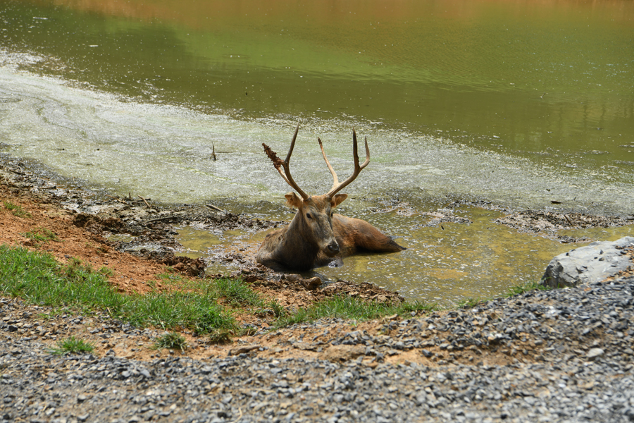 pere davids deer in drive-thru