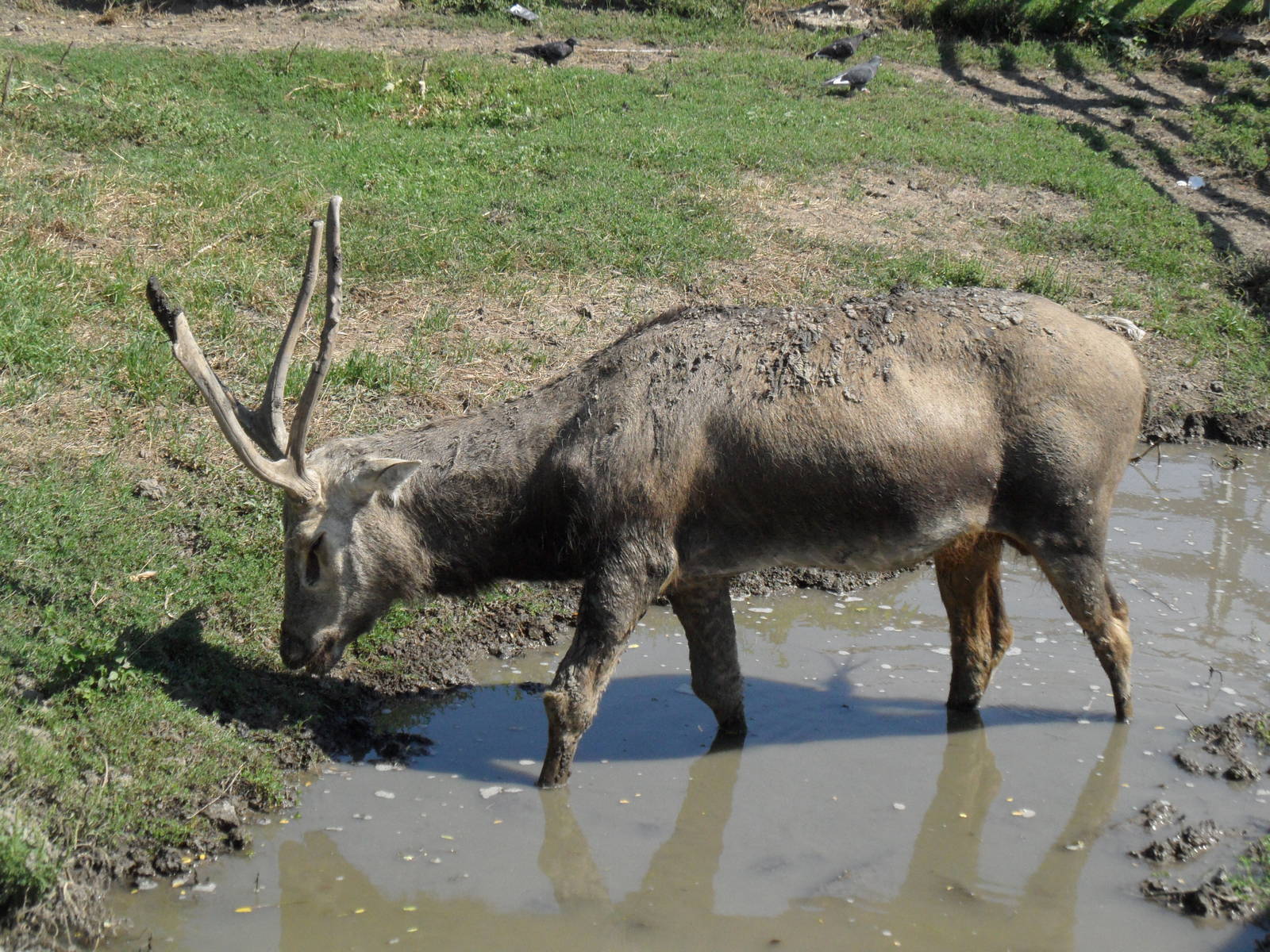 Pere David's deer in mud bath