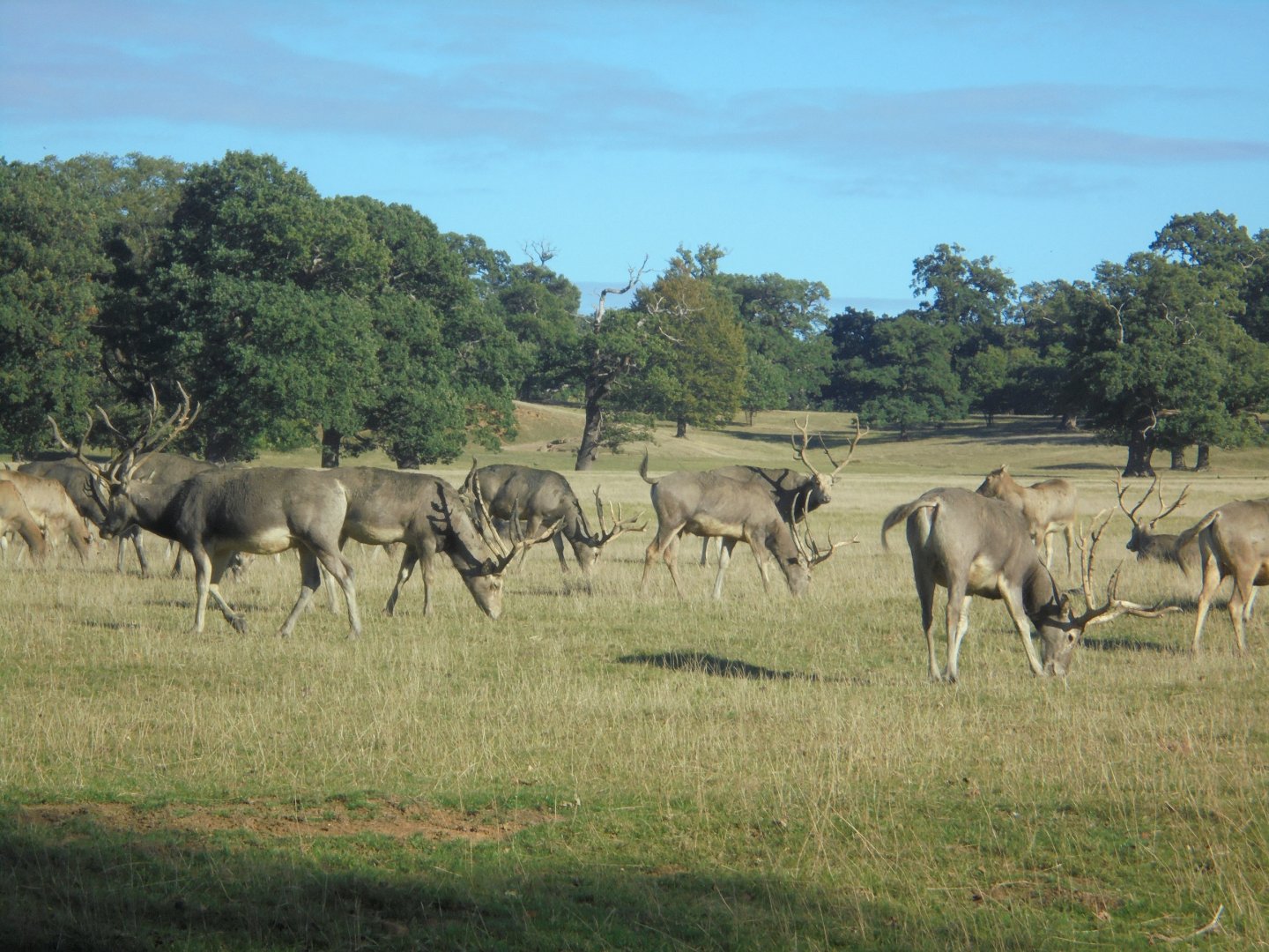 Pere David's deer in park