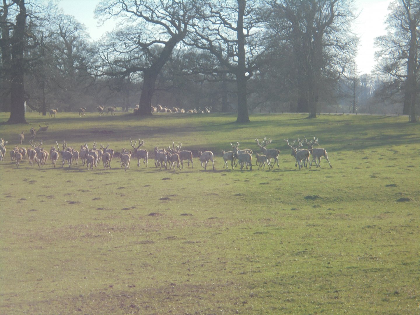 Pere Davids Deer in the Deer Park.