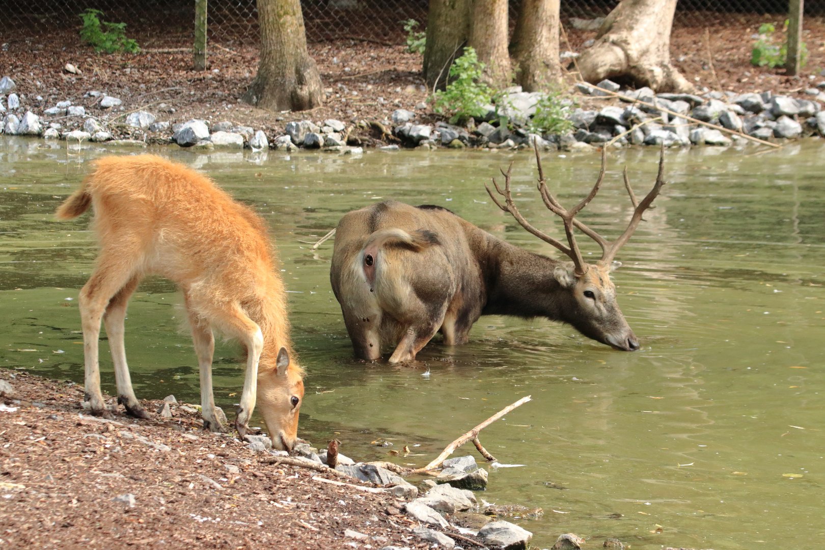 Père David's deer (July 2020)