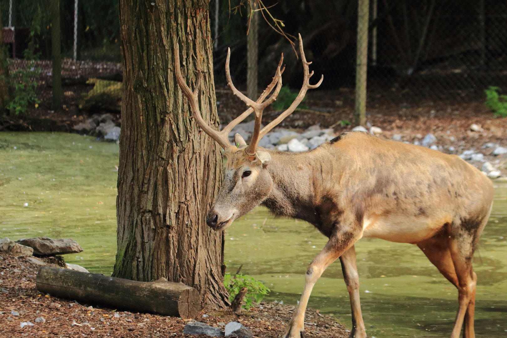 Père David's deer (July 2020)