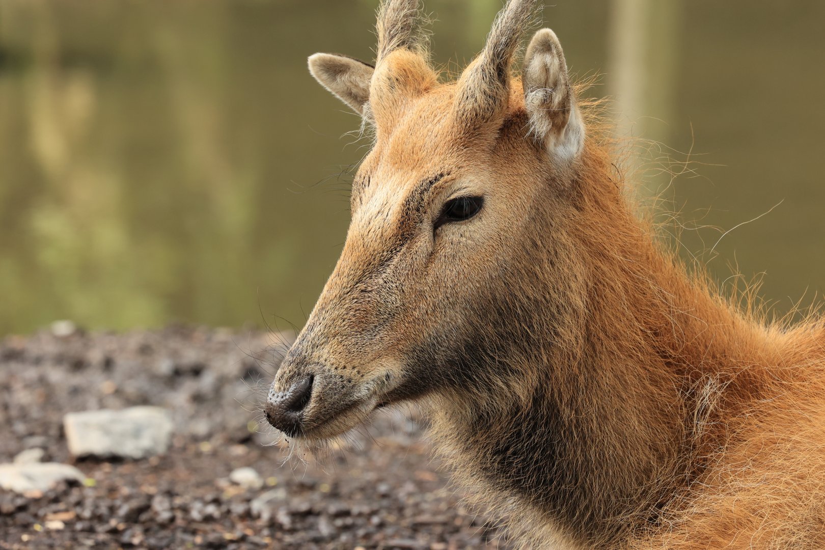 Père David's deer (July 2021)