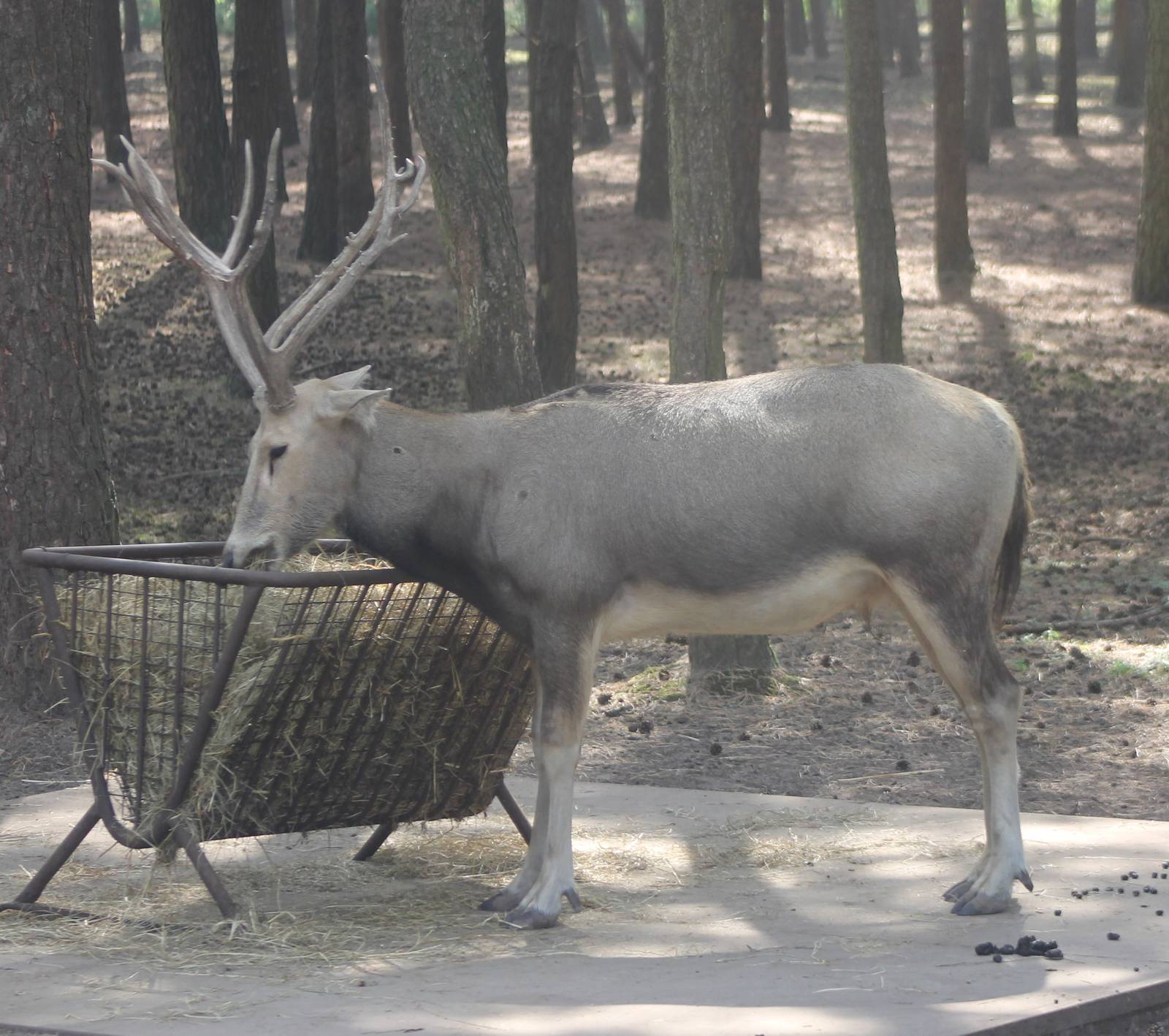 Pere Davids deer male