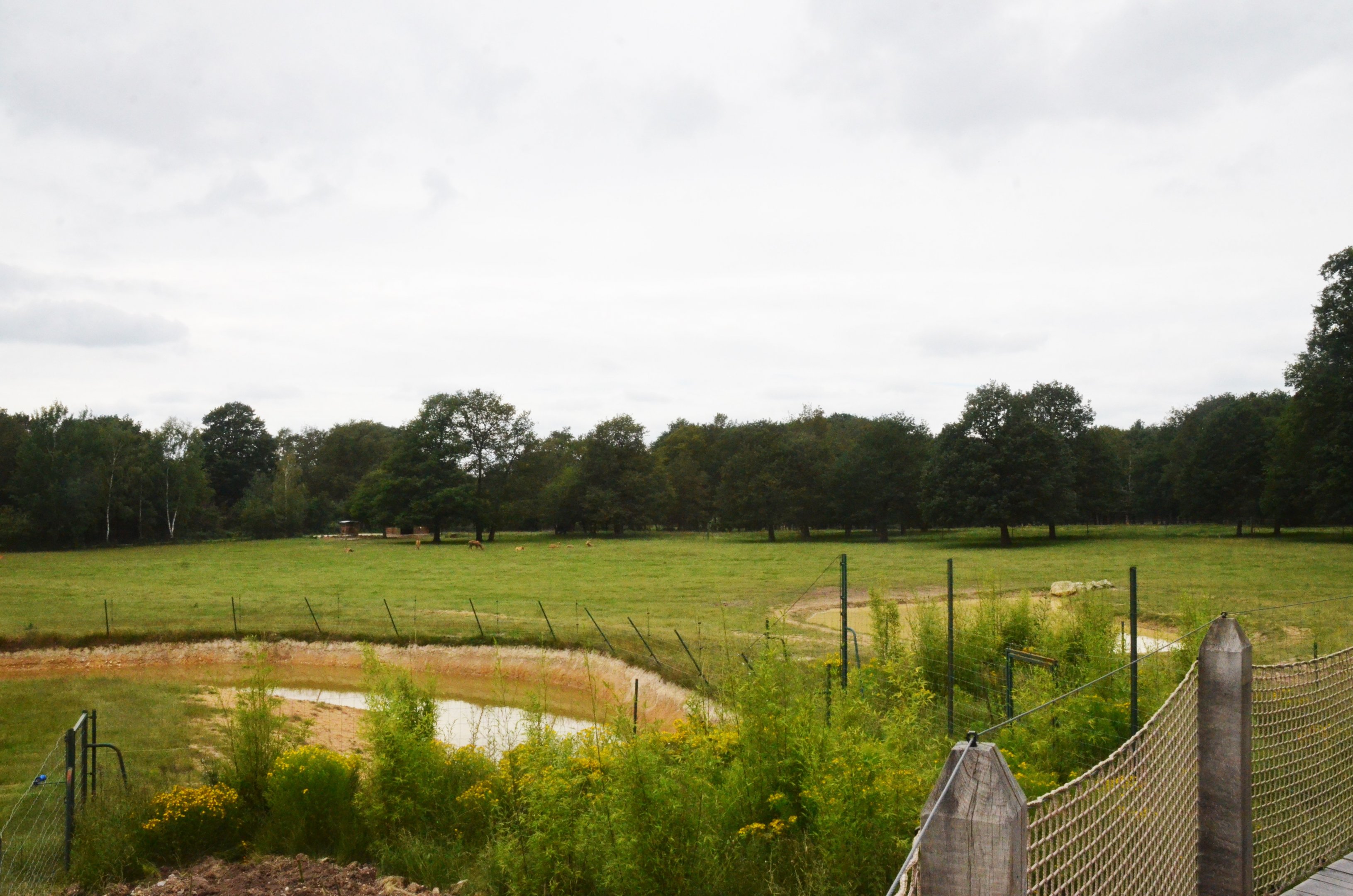 Pere David's Deer Paddock at Haute-Touche, 14/06/18