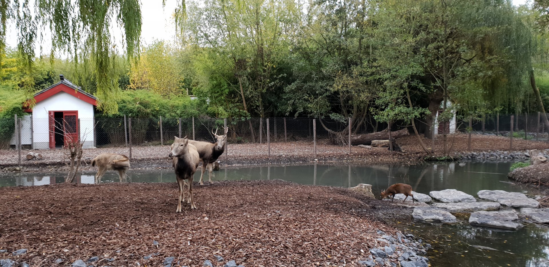Pere David's deer , Reeves' muntjac