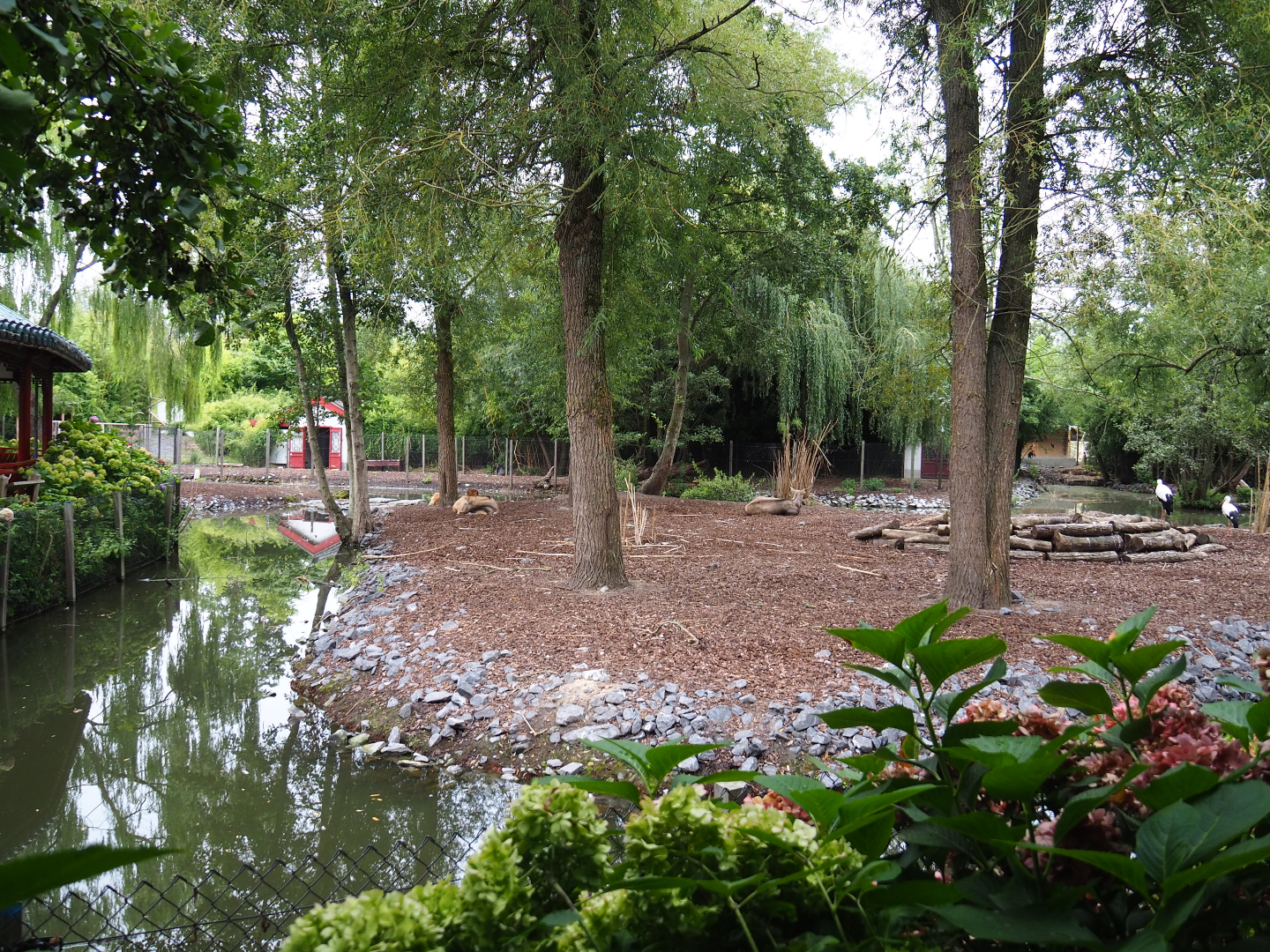 Père David's deer, Reeves's muntjac, Red-crowned crane, European white stork and Great white pelican exhibit, 2020-09-03