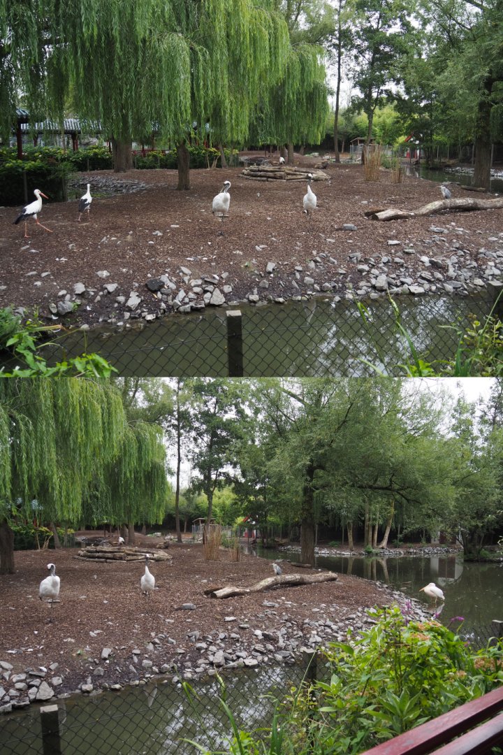 Père David's deer, Reeves's muntjac, Red-crowned crane, European white stork and Great white pelican exhibit, 2020-09-03