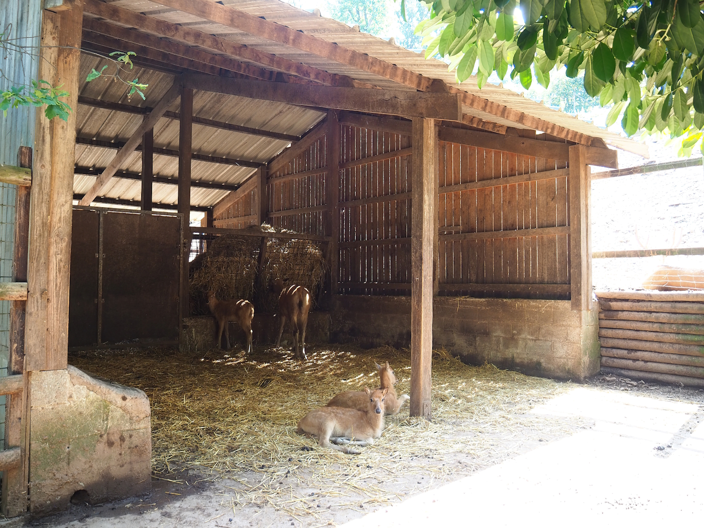 Père David's deer shelter, 2023-06-24
