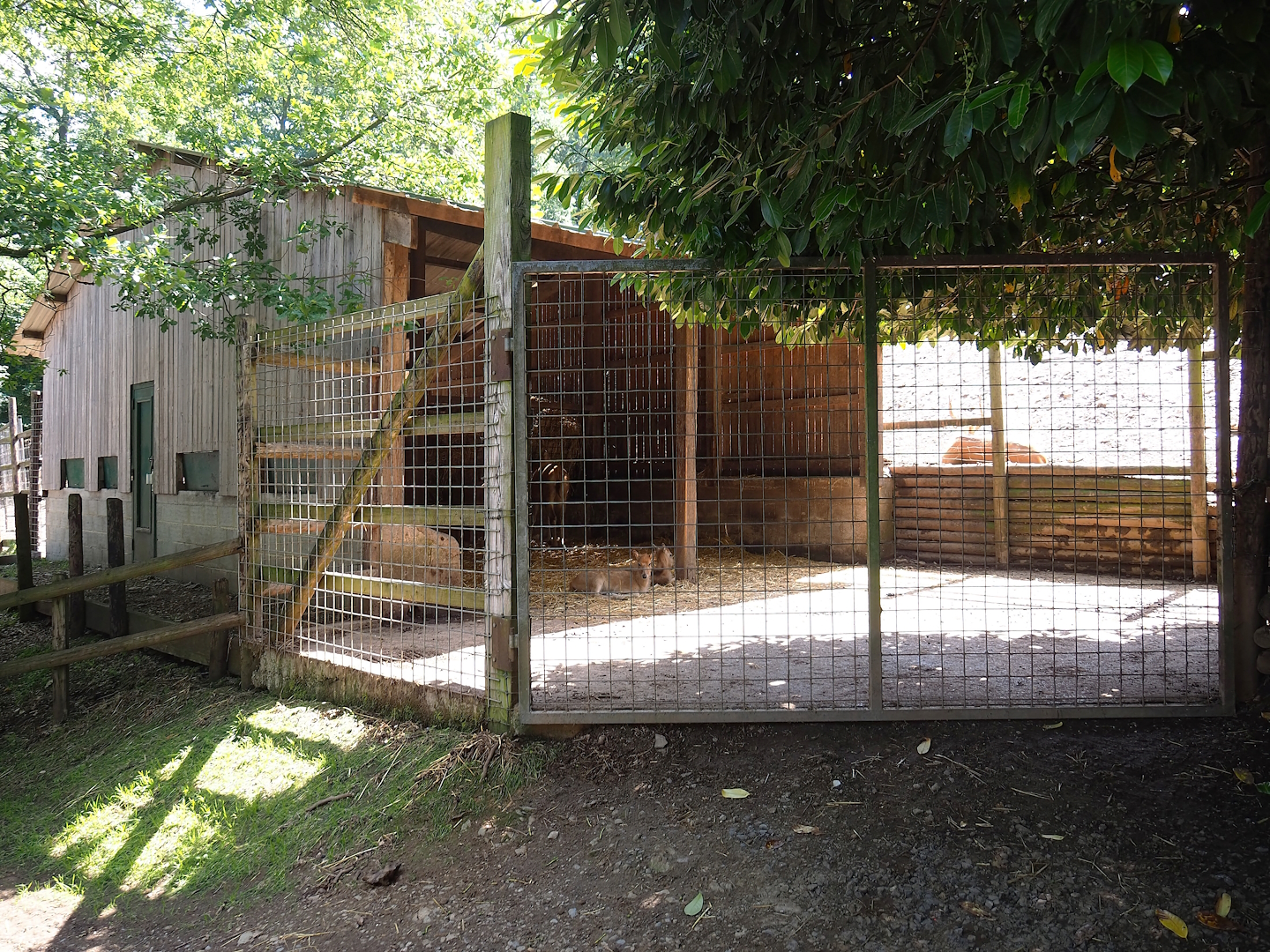 Père David's deer shelter and holding paddock, 2023-06-24