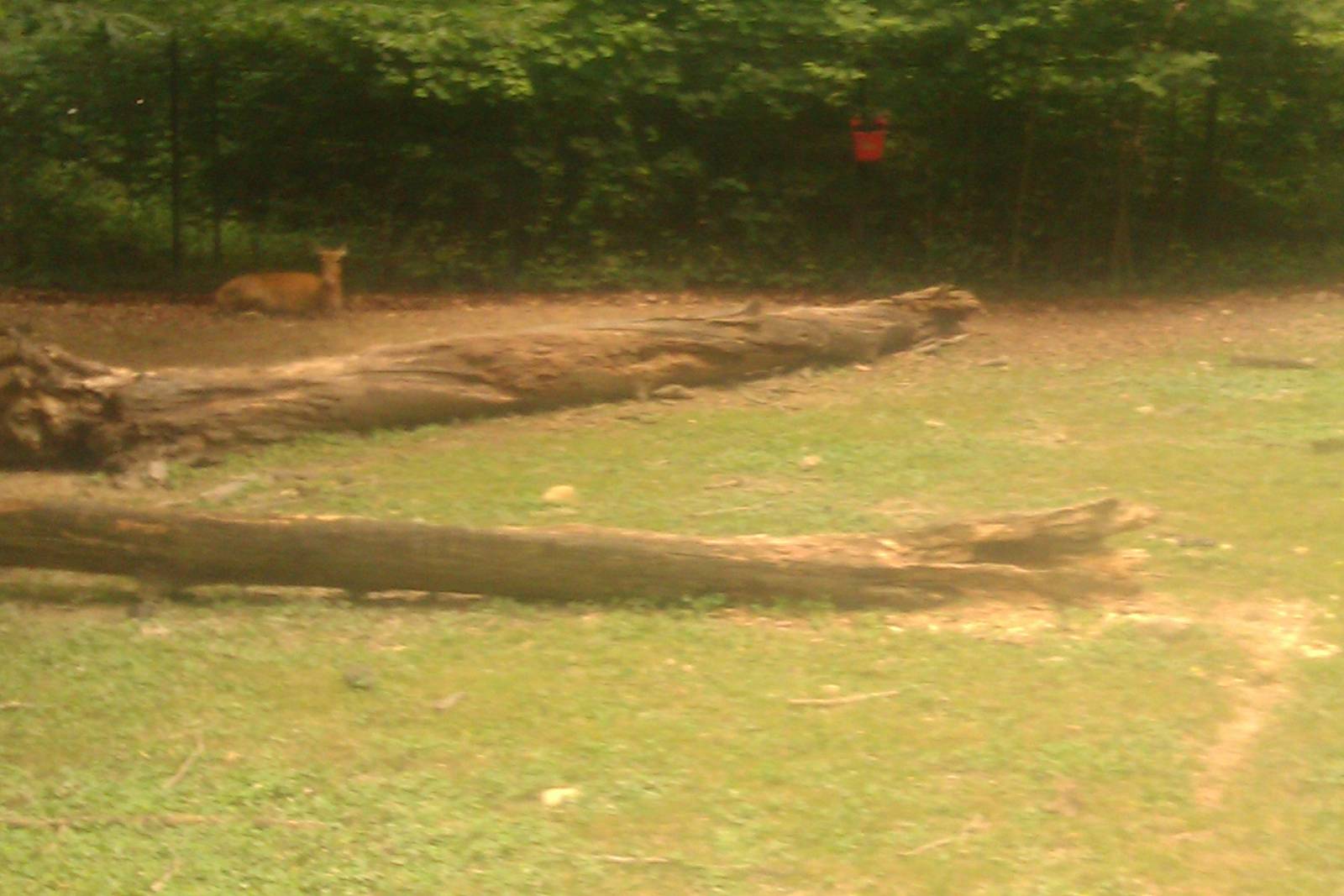 Pere David's Deer sitting down