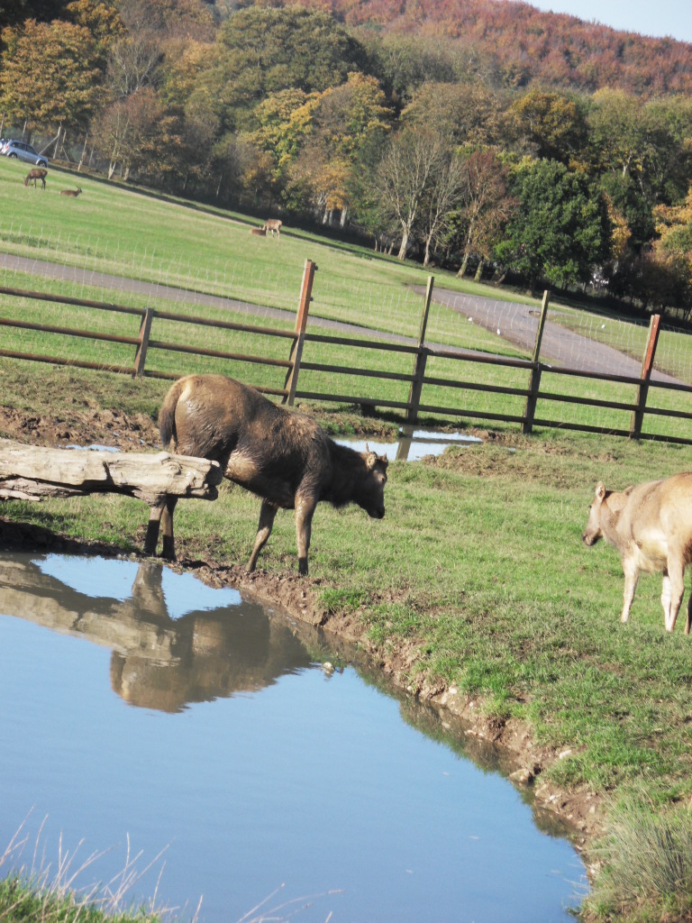 Pere Davids Deer stag ( his antlers have been sorn off )